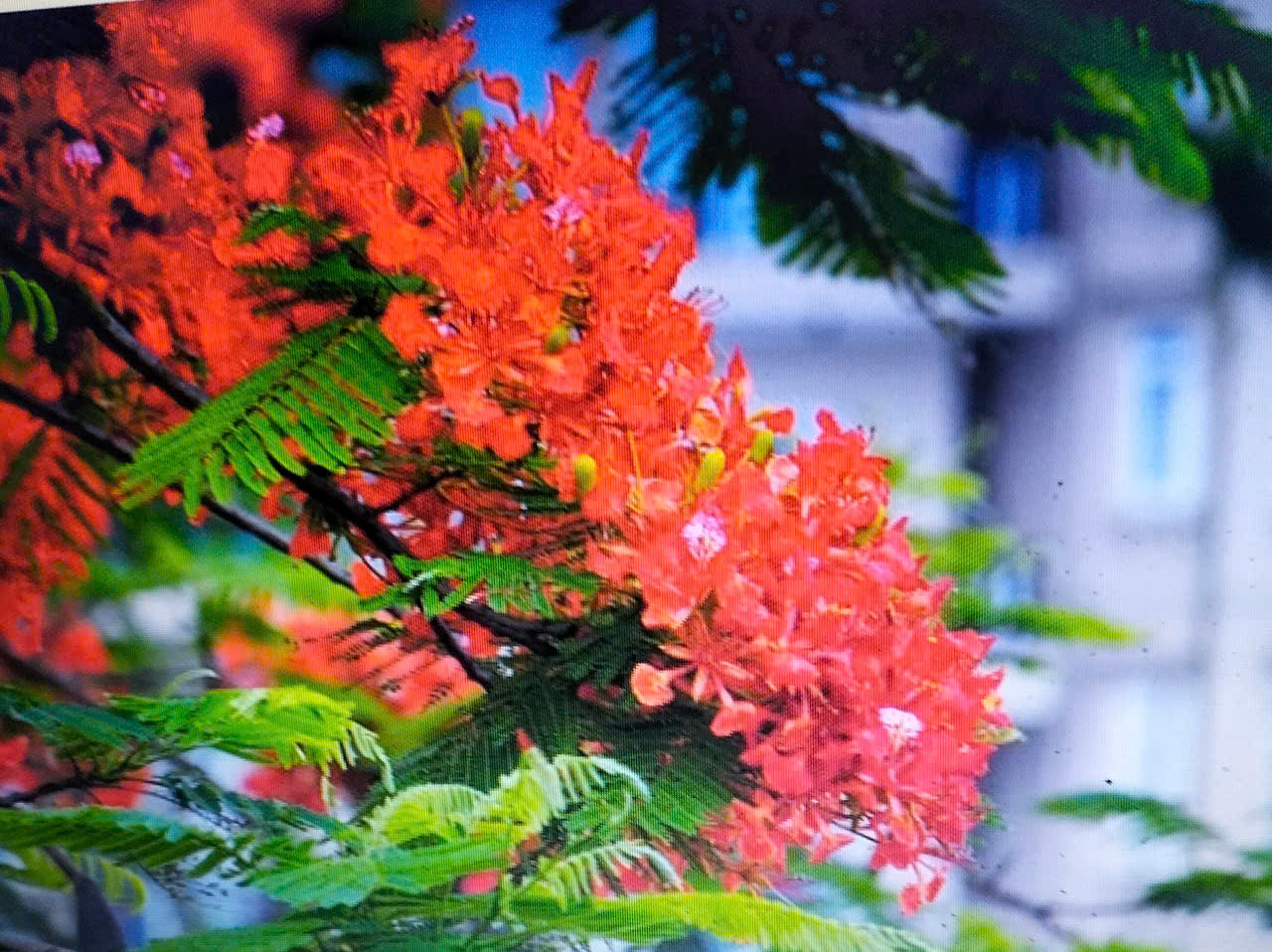 Ảnh Web 1