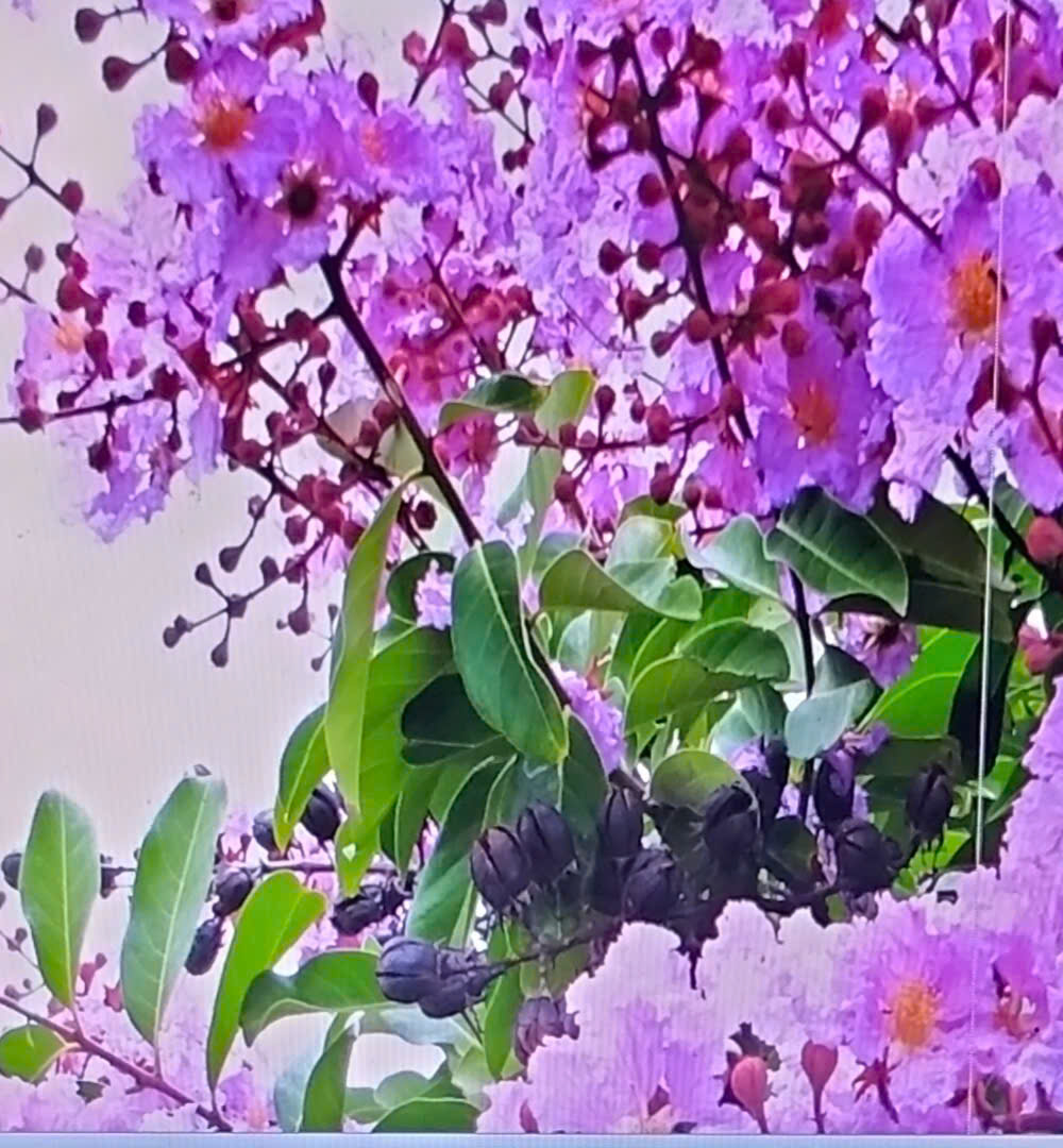 Ảnh Web 2